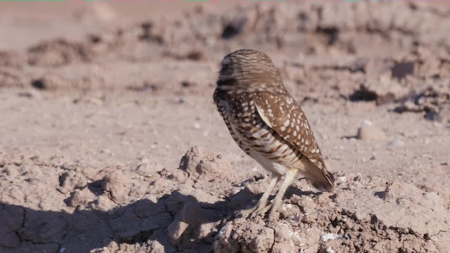 Burrowing Owl (Western) - ML201779231