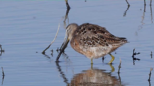 Long-billed Dowitcher - ML201779321