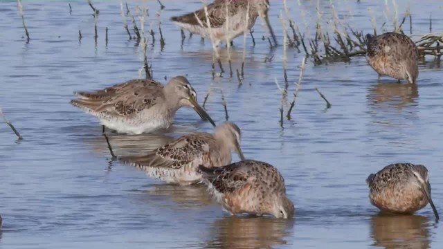 Long-billed Dowitcher - ML201779331
