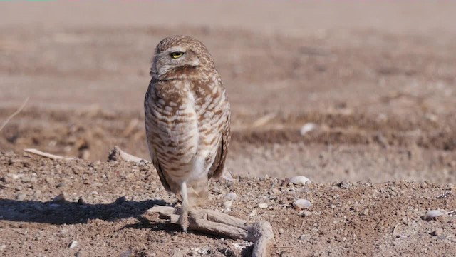 Burrowing Owl (Western) - ML201779381