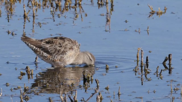 Long-billed Dowitcher - ML201779641