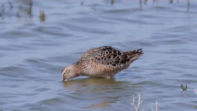 Long-billed Dowitcher - ML201779671