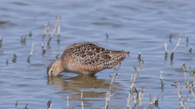 Long-billed Dowitcher - ML201779681