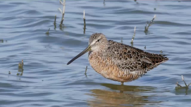 Long-billed Dowitcher - ML201779691