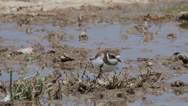 Semipalmated Plover - ML201779801