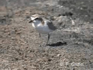 Red-capped Plover - ML201780021