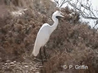 Little Egret (Australasian) - ML201780051