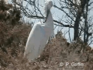 Little Egret (Australasian) - ML201780061