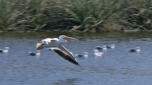 pelikán severoamerický - ML201781951