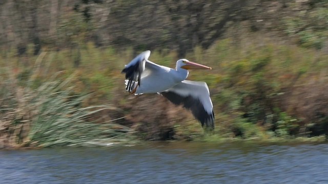 American White Pelican - ML201781961