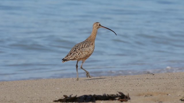 Long-billed Curlew - ML201781971