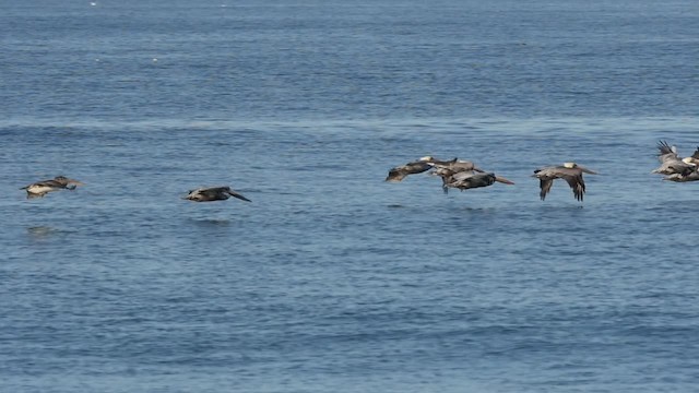 pelikán hnědý (ssp. californicus) - ML201781981