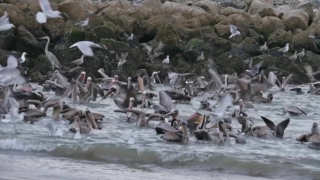 pelikán hnědý (ssp. californicus) - ML201782011