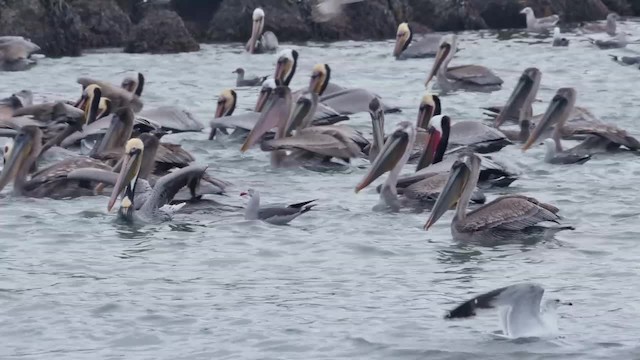 pelikán hnědý (ssp. californicus) - ML201782021