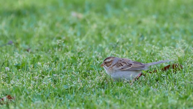 Clay-colored Sparrow - ML201782031