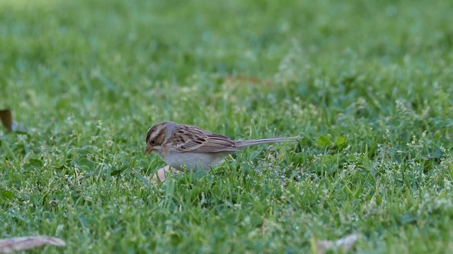 Clay-colored Sparrow - ML201782041