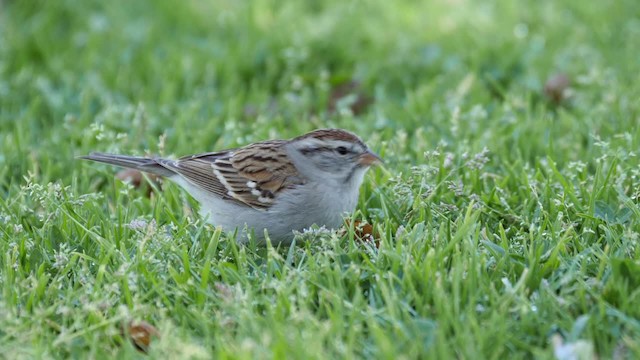 Chipping Sparrow - ML201782061