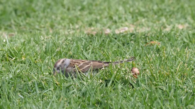 Chipping Sparrow - ML201782111