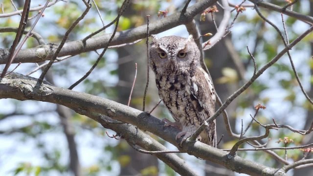 Eastern Screech-Owl (Northern) - ML201782161
