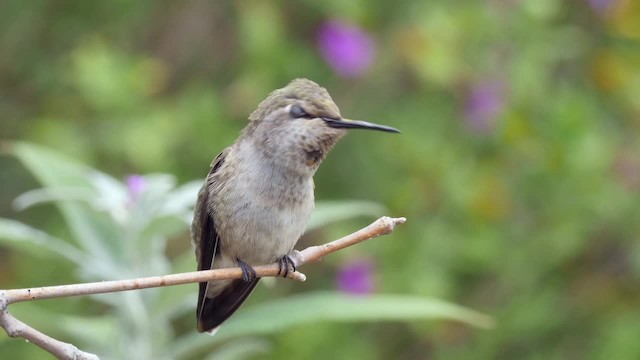 Anna's Hummingbird - ML201782261