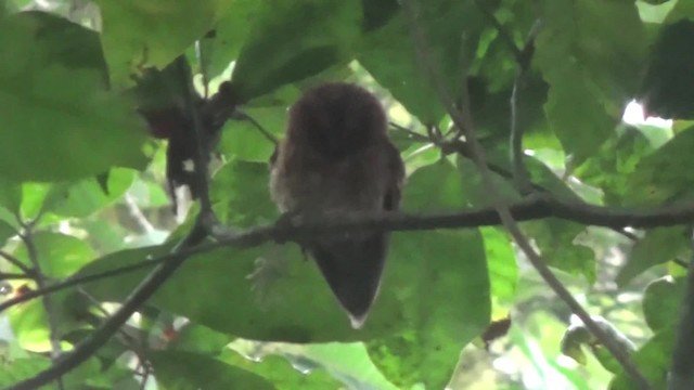 Sao Tome Scops-Owl - ML201782411