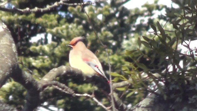 Japanese Waxwing - ML201782451