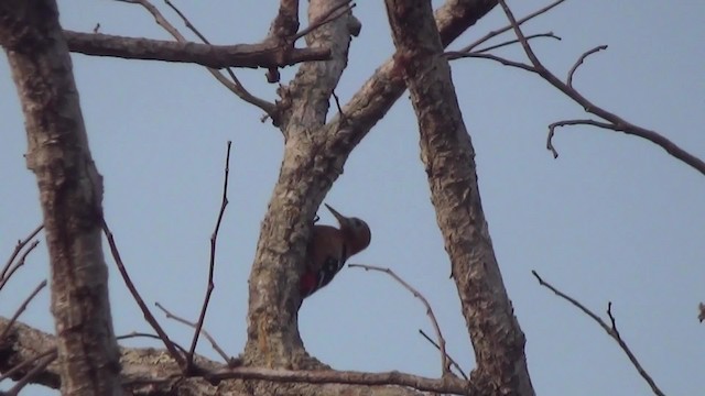 Rufous-bellied Woodpecker - ML201782461