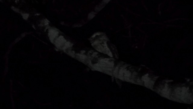 チャイロガマグチヨタカ（ocellatus グループ） - ML201782721