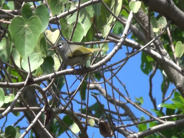 Mauritius-Olivbrillenvogel - ML201782781