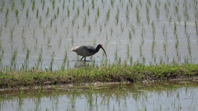 ibis čínský - ML201782841