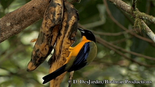 Black-chinned Mountain Tanager - ML201783261