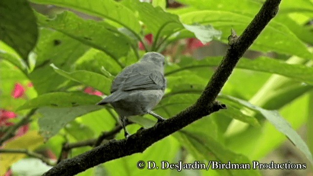 Blue-gray Tanager (Blue-gray) - ML201783471