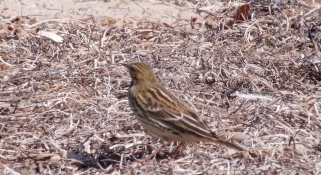 Red-throated Pipit - ML201783691