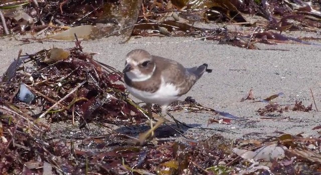 Semipalmated Plover - ML201783731