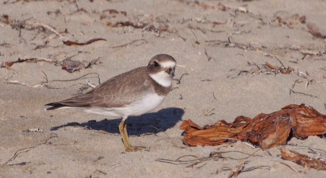 Semipalmated Plover - ML201783821