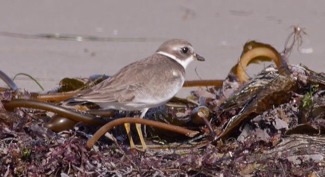 Semipalmated Plover - ML201783851