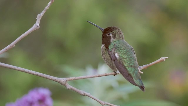 Anna's Hummingbird - ML201784151