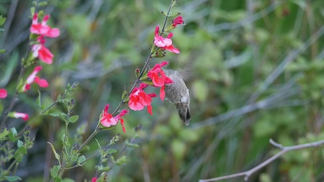 Anna's Hummingbird - ML201784181