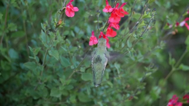 Anna's Hummingbird - ML201784191