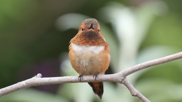 Rufous Hummingbird - ML201784231