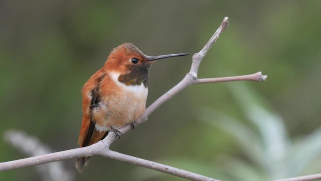Rufous Hummingbird - ML201784241