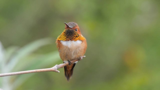 Rufous Hummingbird - ML201784251