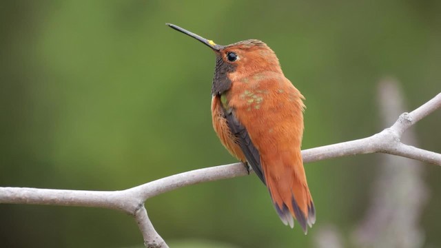 Rufous Hummingbird - ML201784281