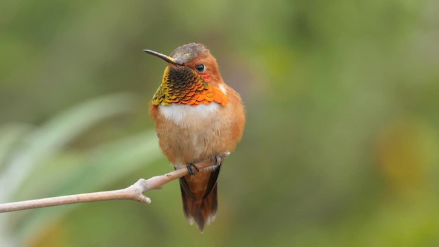 Rufous Hummingbird - ML201784291