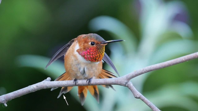 Rufous Hummingbird - ML201784301