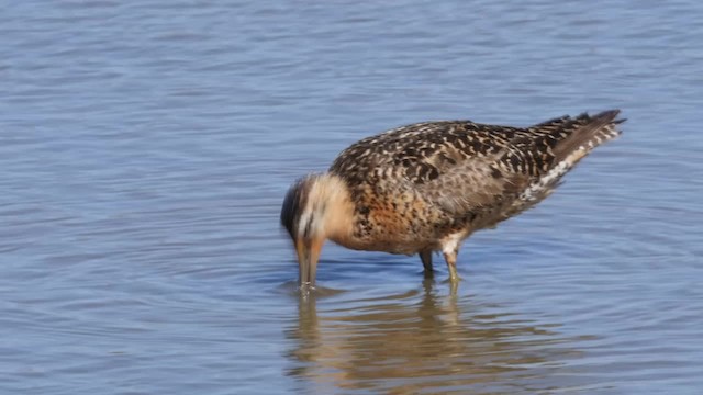 Long-billed Dowitcher - ML201784481