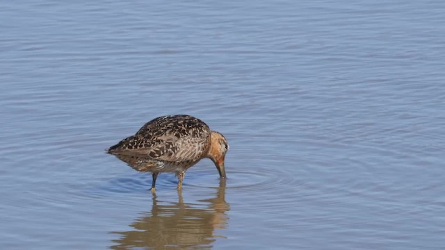 Long-billed Dowitcher - ML201784491