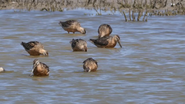 Long-billed Dowitcher - ML201784571