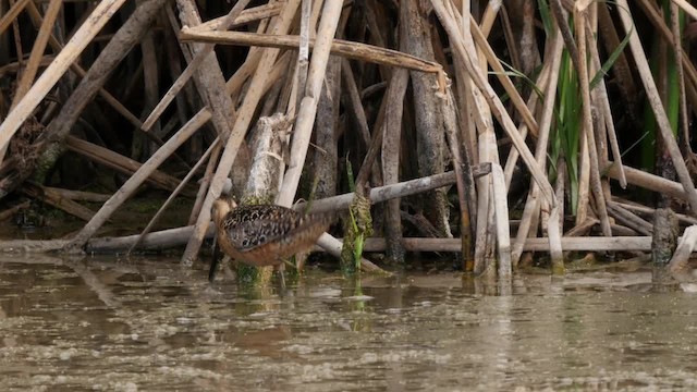 Long-billed Dowitcher - ML201784611