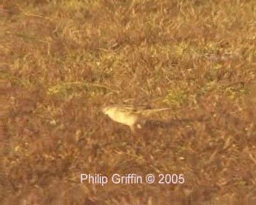 Striated Grassbird - ML201784831